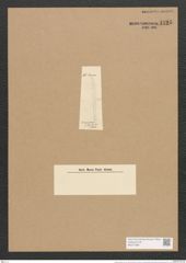 Nitzschia distans var. div.? Greg. (de-Toni-Nr.: Genus 47, Species 2083) Zeichnungen Sammlung Grunow Nr. 4125 (NHMW-BOT-W0371999)